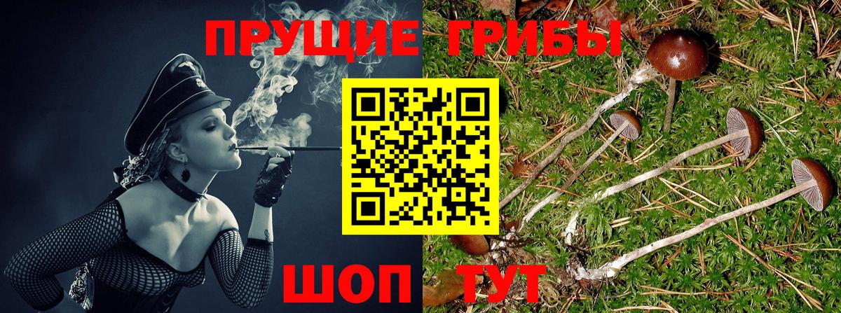 Вышний Волочёк  Галлюциногенные грибы Psilocybine cubensis  Вход с VPN 